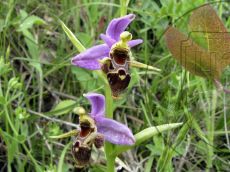 Ophrys-oestrifera_цветок_1